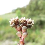 Sedum andegavense Кветка