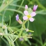 Erucaria hispanica Flor