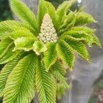 Aesculus hippocastanumFlower