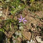 Romulea ramiflora Květ