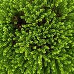 Hebe cupressoides 葉