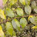 Thunbergia erecta Leaf