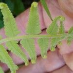 Phegopteris decursive-pinnata Leaf