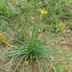 Bulbine abyssinica Hábito