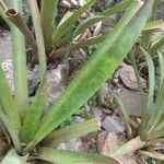 Bromelia karatas পাতা