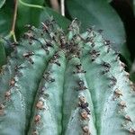 Euphorbia polygona Φρούτο