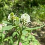 Trifolium montanum Flower