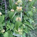 Phlomis russeliana Хабит