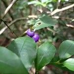 Psychotria suterella Fruto