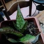 Aloe maculata برگ
