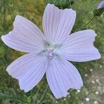 Malva tournefortiana Blüte