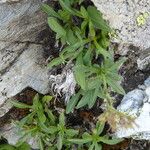 Valeriana apula Habit