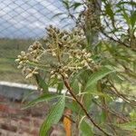 Baccharis latifolia Žiedas