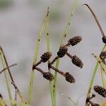 Cyperus subsquarrosus Fruit