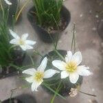 Zephyranthes candidaFlower