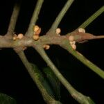 Carpotroche platyptera Fruit