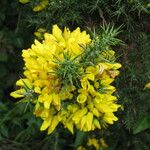 Ulex europaeus Floare