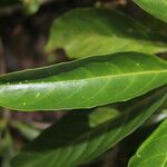 Tetrorchidium rotundatum Leaf