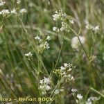 Asperula tinctoria 整株植物