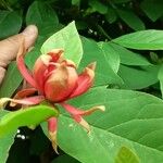 Calycanthus floridusBlüte