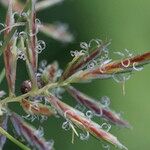 Cyperus longus Virág