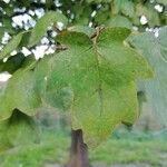 Acer monspessulanum List