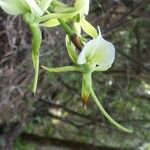 Angraecum eburneum Flower