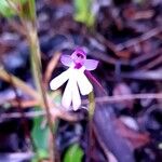 Cynorkis fastigiata Blomma