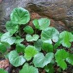 Viola selkirkii Blatt