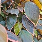 Acalypha wilkesiana Leaf