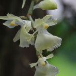 Rhipidoglossum pulchellum Flower