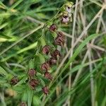 Epipactis helleborineFlor