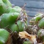 Cereus jamacaru Ostatní
