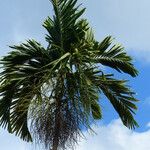 Areca catechu Fruchs