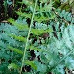Asplenium rutifolium Leaf