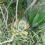 Senecio decaryi Hoja