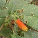 Kohleria tubiflora Flower