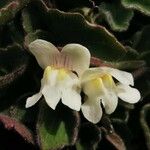 Asarina procumbens Kvet