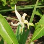 Landolphia lanceolata 花