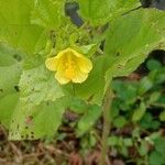 Malachra capitata Flower