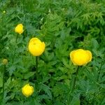 Trollius europaeus Blomma