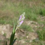 Polygala vulgaris Fleur