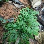 Selaginella tamariscina Blad
