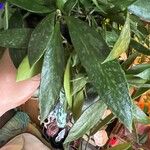 Hoya pubicalyx List