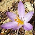 Crocus serotinus Blüte