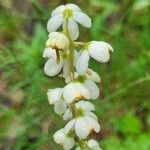 Pyrola elliptica Цветок