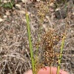 Juncus usitatus Fruitua