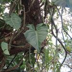 Philodendron fragrantissimum Hoja