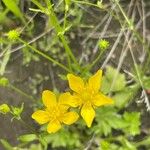 Ranunculus sardous Blomst