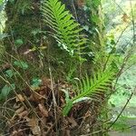 Polypodium interjectum ഇല